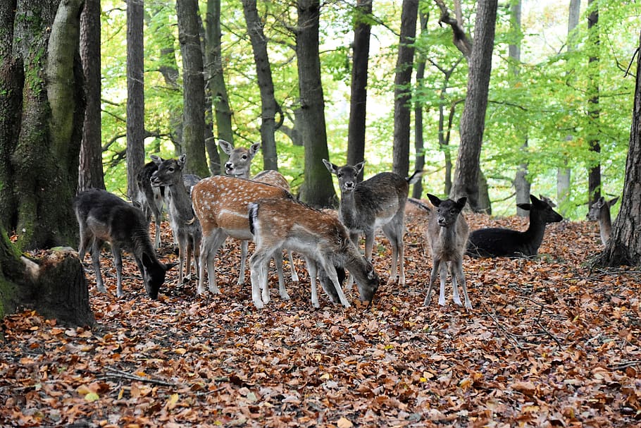 deer lot in forest, tree, land, animal wildlife, animal themes HD wallpaper