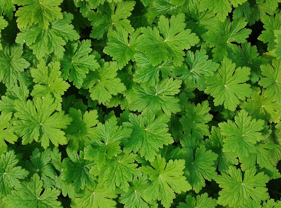 plants, green, nature, leaf, green color, full frame, backgrounds HD wallpaper