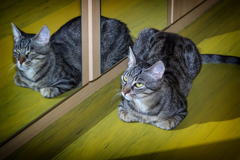 cat, pet, mirroring, animal, domestic cat, portrait, animal world HD wallpaper