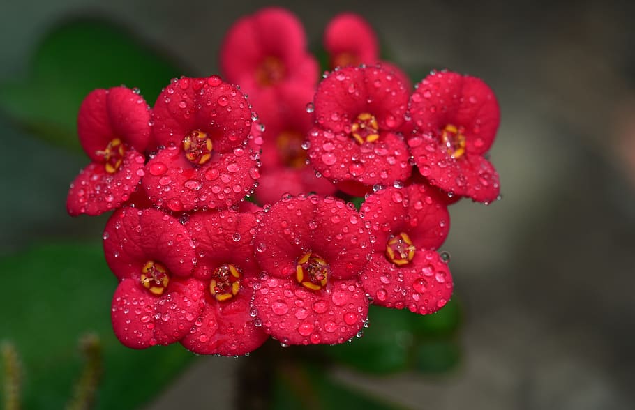 thorn, flower, blossom, bloom, small, wet, drip, raindrop, moist HD wallpaper