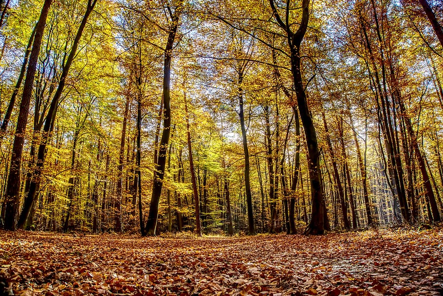 forest, trees, leaves, autumn, mood, light, landscape, nature HD wallpaper