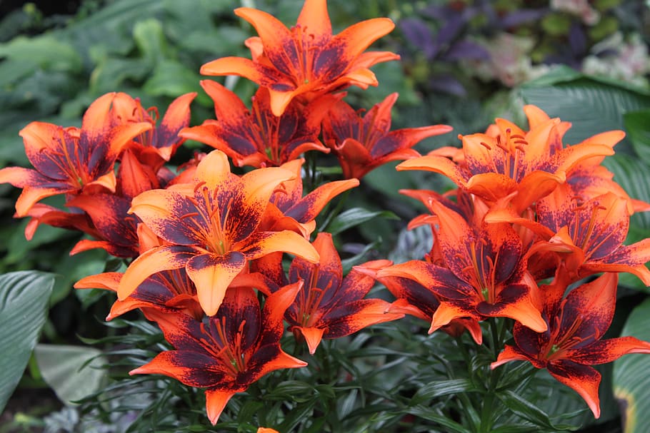 flower, flowering plant, growth, vulnerability, freshness, fragility HD wallpaper