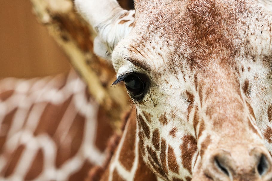 selective focus photography of giraffe, animal, wildlife, mammal, HD wallpaper