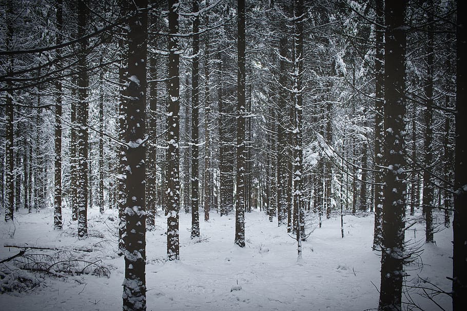 winter, forest, nature, snow, landscape, cold, wintry, white HD wallpaper