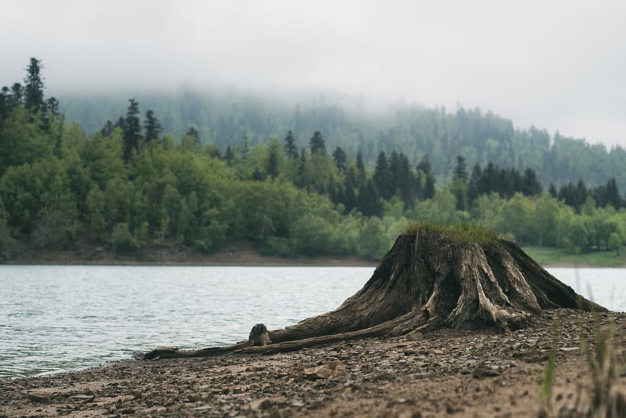 trees, lake, fog, plant, water, nature, land, tranquil scene HD wallpaper