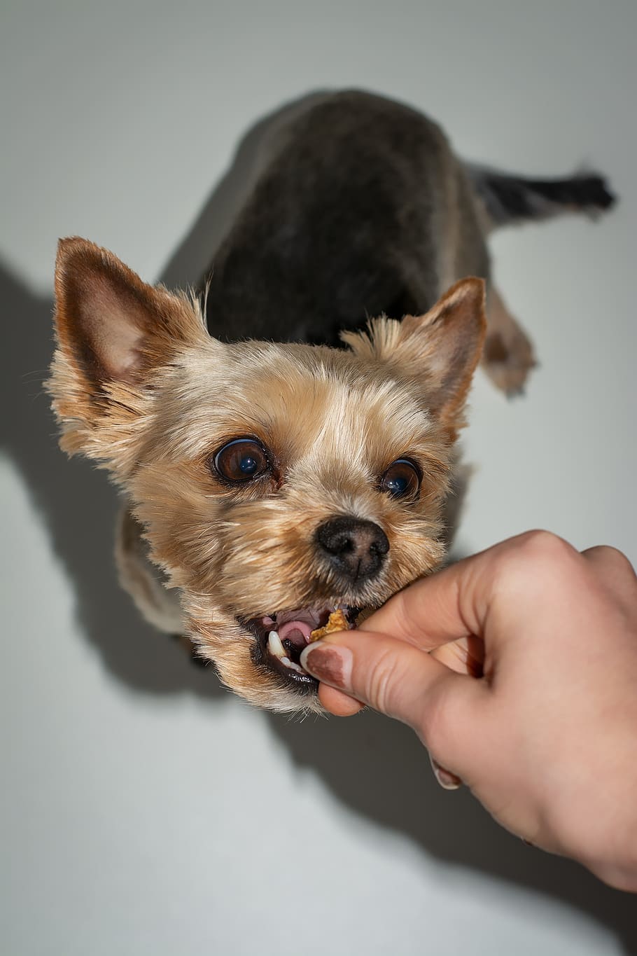 dog, yorki, pet, small, sweet, cute, feed, treats, reward, yorkshire HD wallpaper