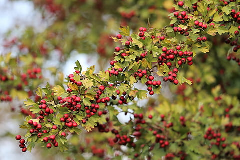 hawthorn, berries, tree, red, green, leaves, autumn, nature HD wallpaper