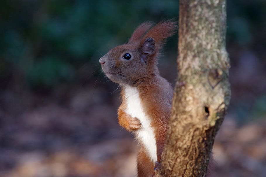 squirrel, forest, fur, nager, cute, mammal, wild, animal wildlife HD wallpaper