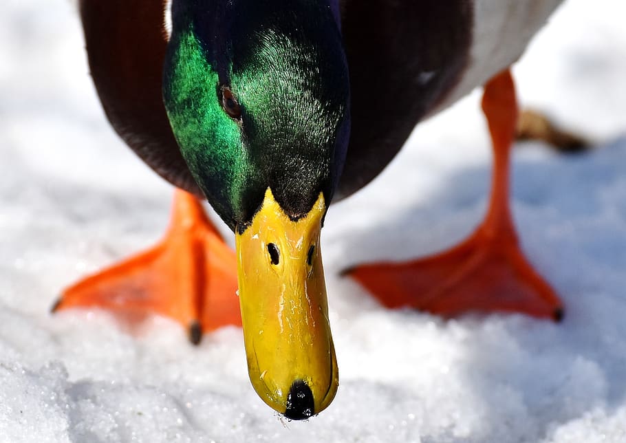 mallard, males, bread, eat, snow, winter, water bird, bill HD wallpaper