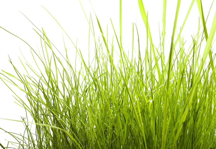 field, freshness, front, gardening, grass, green, growth, idyllic HD wallpaper
