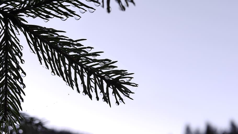 france, forest, tree, water, wallpaper, plant, sky, nature HD wallpaper