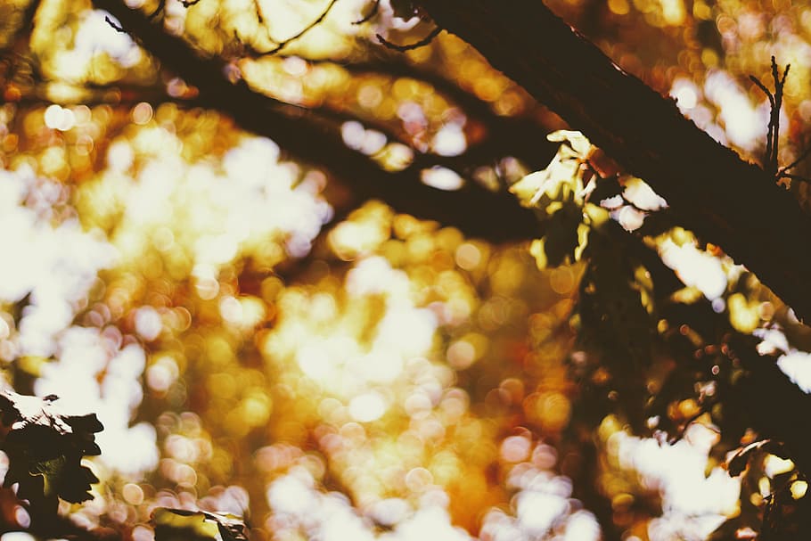 bokeh effect shot of tree branch, forest, blur, background, light HD wallpaper