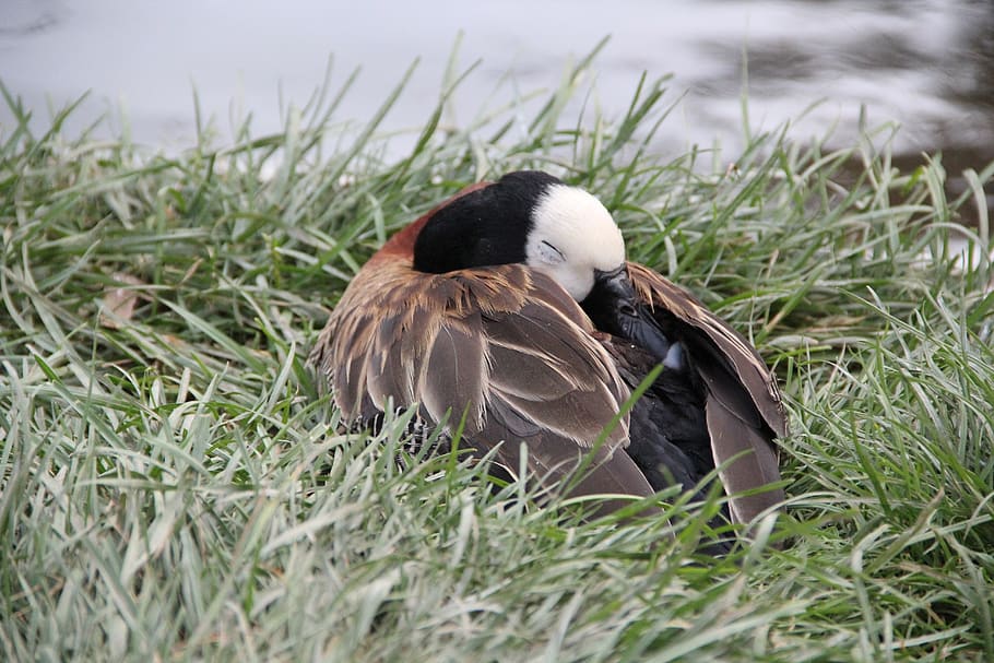 duck, sleeping, nature, animal themes, bird, animals in the wild HD wallpaper