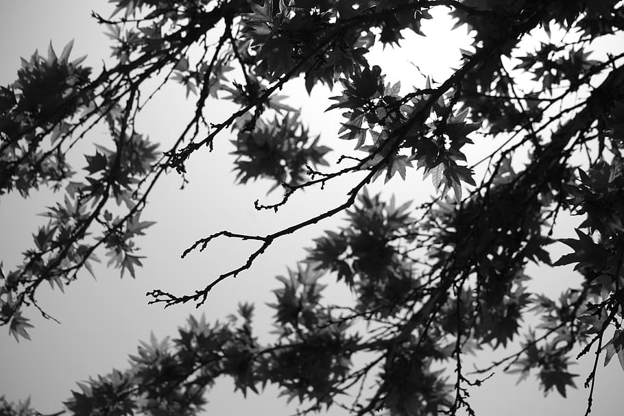 iran, shiraz, tree, plant, low angle view, growth, sky, branch HD wallpaper