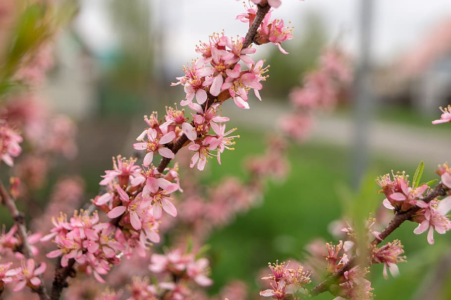 red, fower, tree, rennet, flowering plant, fragility, freshness HD wallpaper
