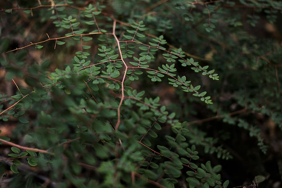 plant, leaf, tree, fern, moss, jar, potted plant, vase, pottery HD wallpaper