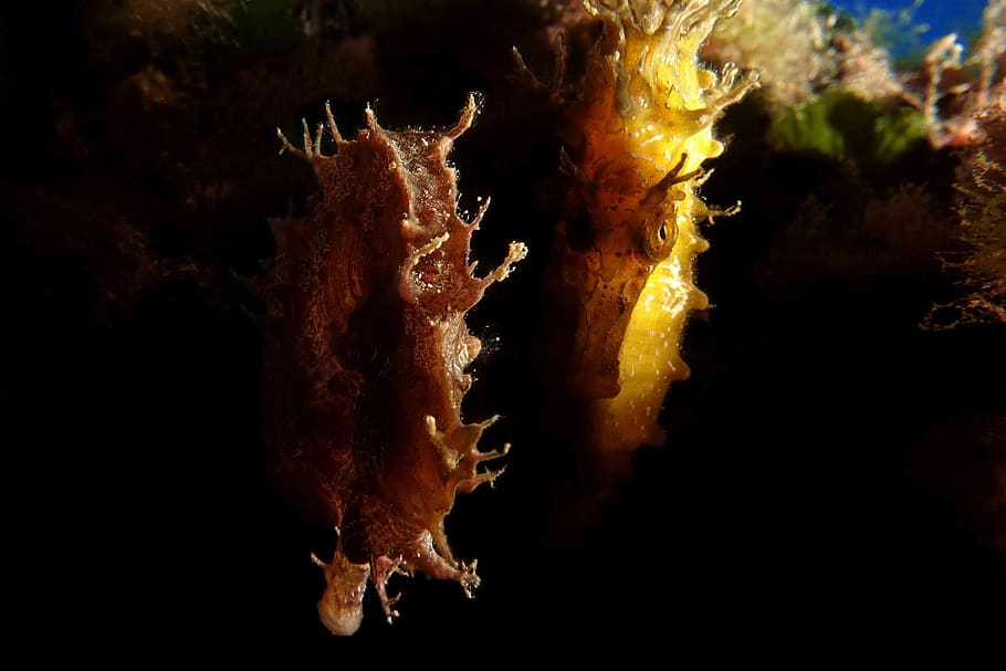 fire, flame, bonfire, nature, outdoors, animal, sea life, pollen HD wallpaper