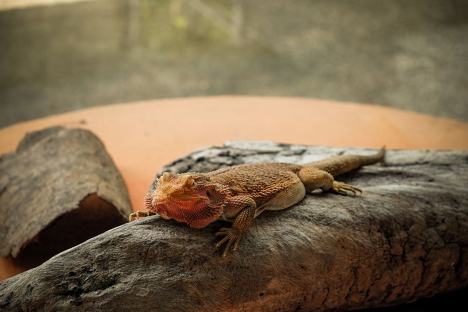 brown lizard on gray log, animal wildlife, animal themes, one animal HD wallpaper