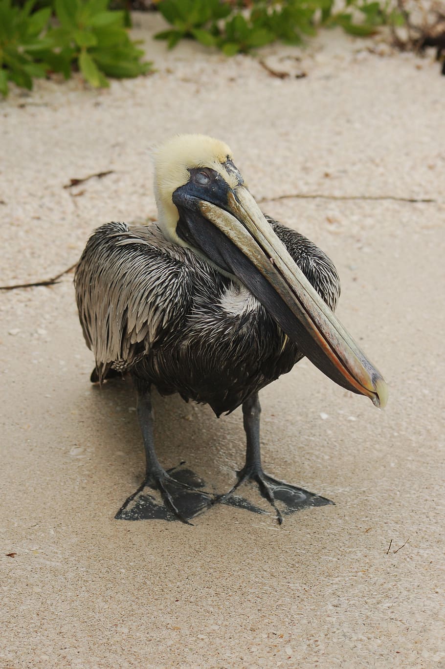 mexico, bird, wild, beach, animals in the wild, vertebrate HD wallpaper