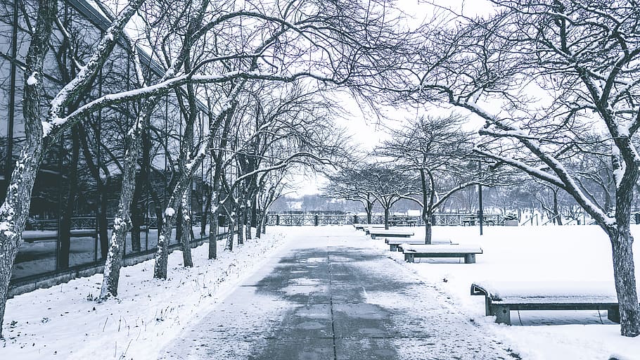 White and Black House Near Trees, benches, branches, cold, daylight HD wallpaper