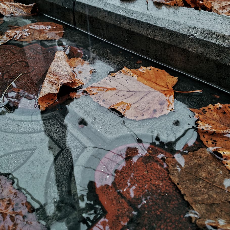 Brown Dry Leaves, puddle, leaf, plant part, high angle view, reflection HD wallpaper