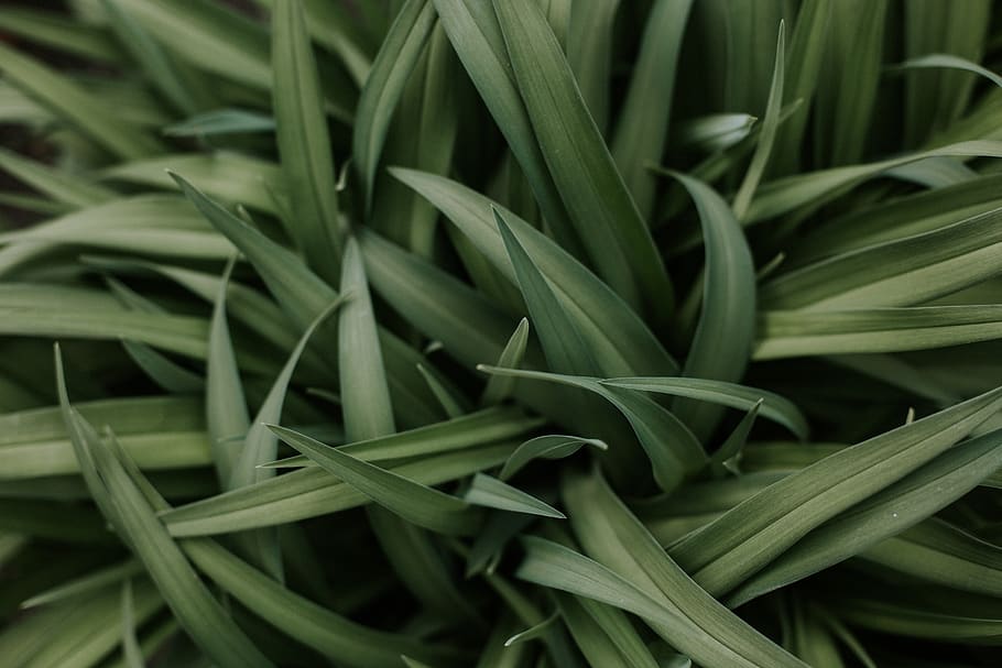 green linear-leafed plant, green color, growth, close-up, backgrounds HD wallpaper