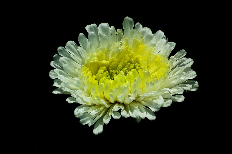 flower, aster, white, garden, nature, summer, the petals, closeup HD wallpaper