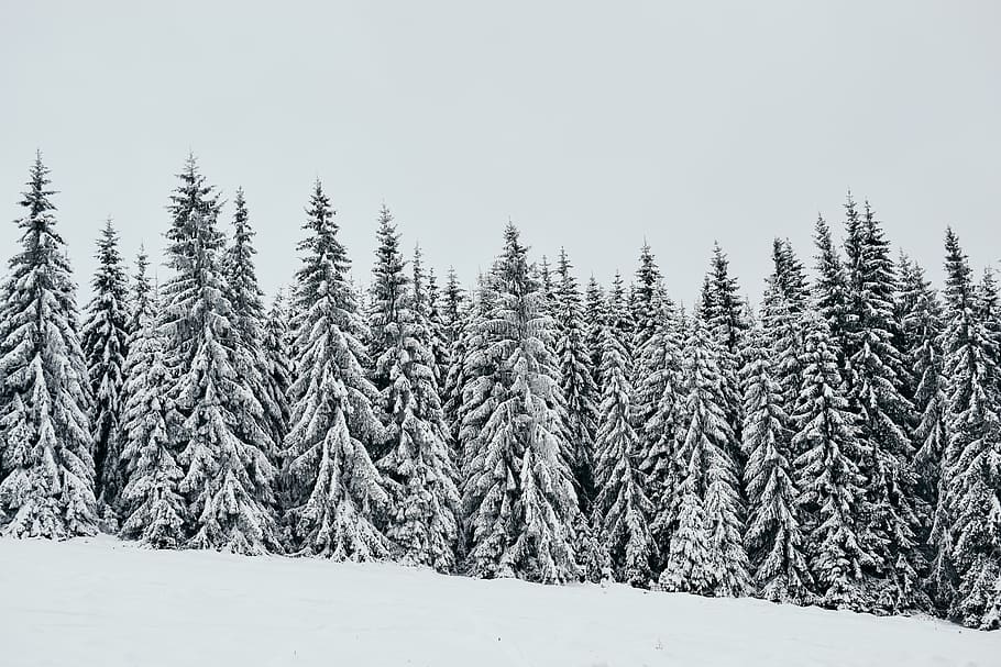 snow-covered pine trees, cold temperature, winter, plant, beauty in nature HD wallpaper