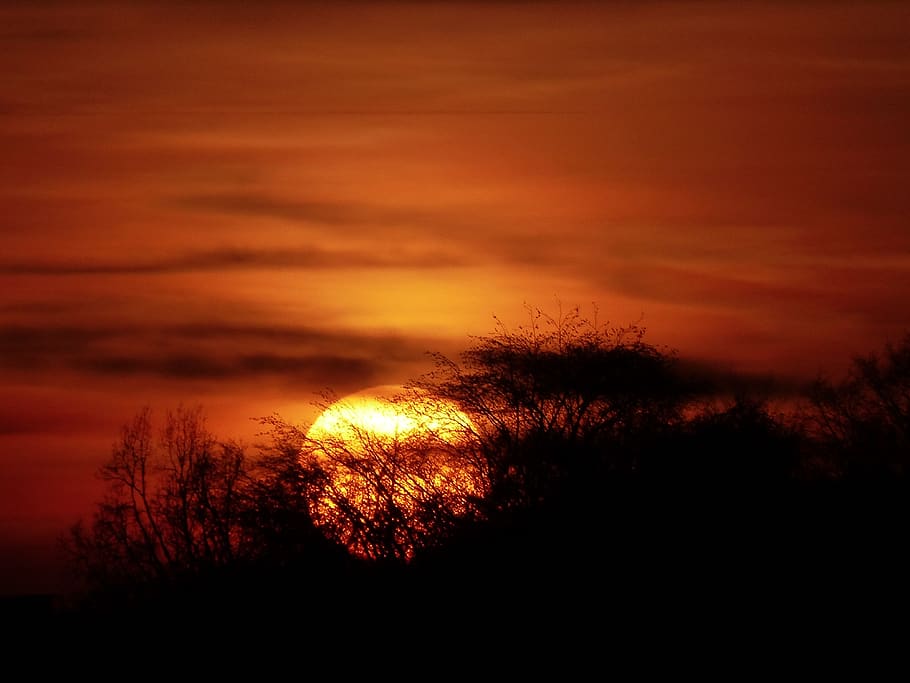 Silhouette of Trees, clouds, dark, sky, sunset, cloud - sky, scenics - nature HD wallpaper