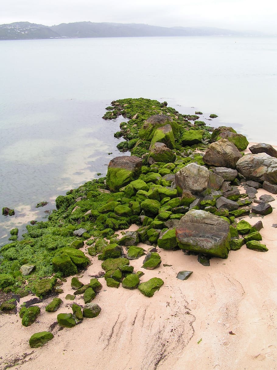 beach, rocks, mossy, ocean, coast, shore, landscape, stones HD wallpaper
