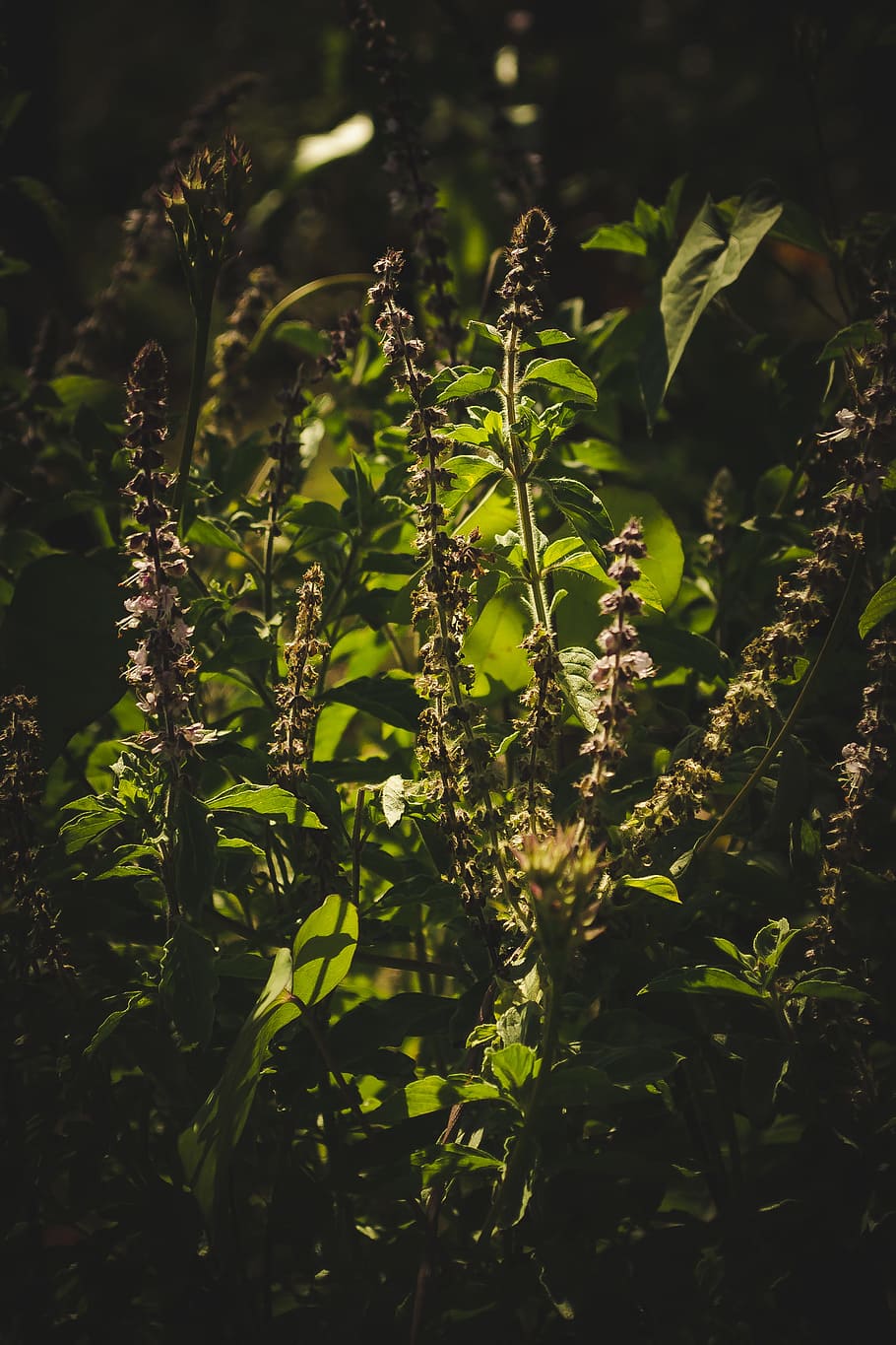 Close-Up of Green Plants, basil, flora, flower, garden, herbs HD wallpaper