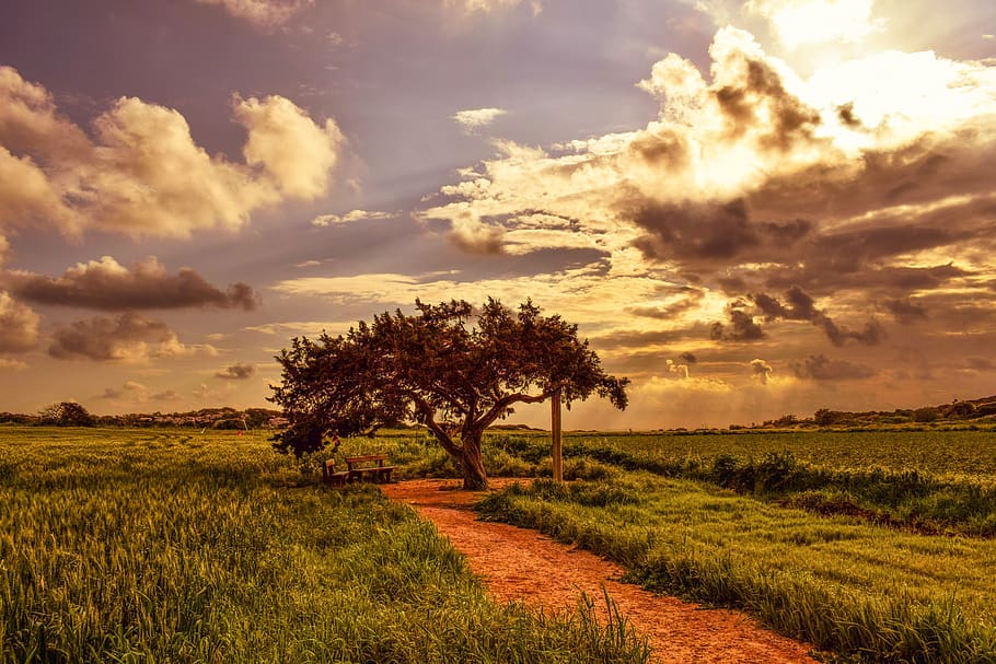 nature, landscape, sky, tree, clouds, sunset, horizon, winter HD wallpaper