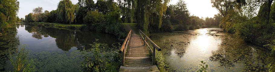 wood, nature, tree, bridge, lake, water, plant, reflection HD wallpaper