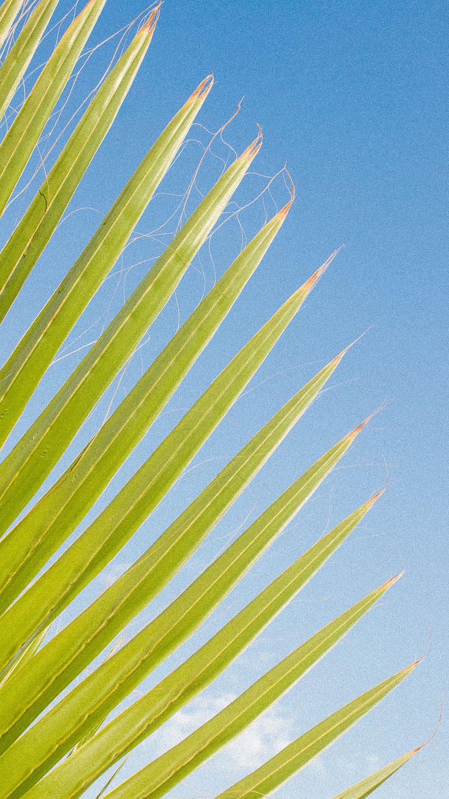 plant, grass, vegetation, leaf, tree, outdoors, bush, nature HD wallpaper