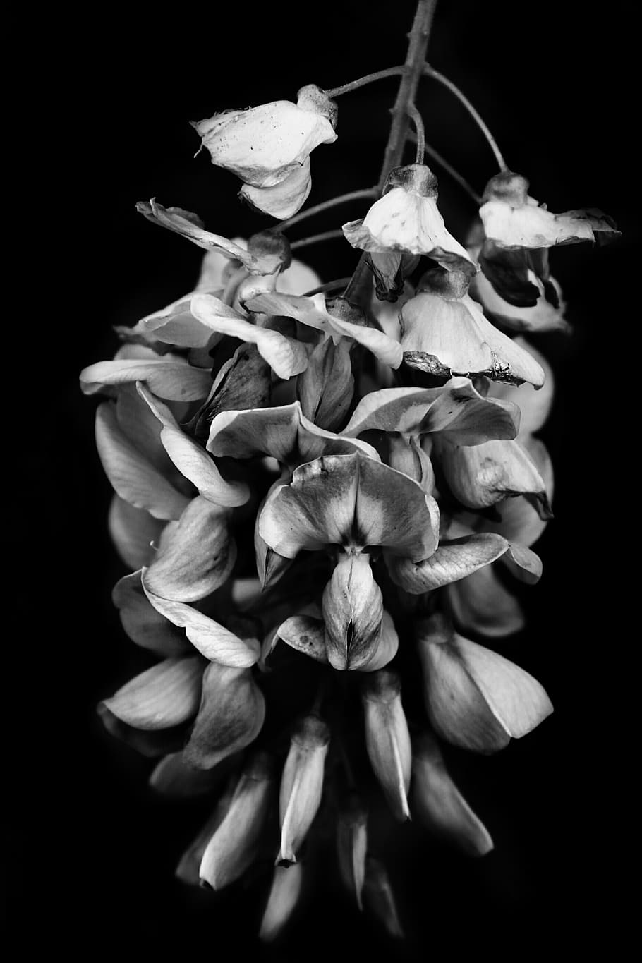 flowering plant, close-up, black background, vulnerability HD wallpaper