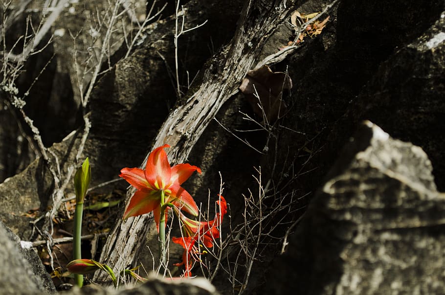 flower, serrated, vegetation, plant, beauty in nature, flowering plant HD wallpaper