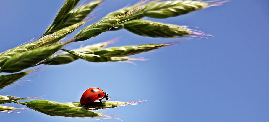 wheat, ladybug, insect, fly, animal, nature, crop, blue, plant HD wallpaper