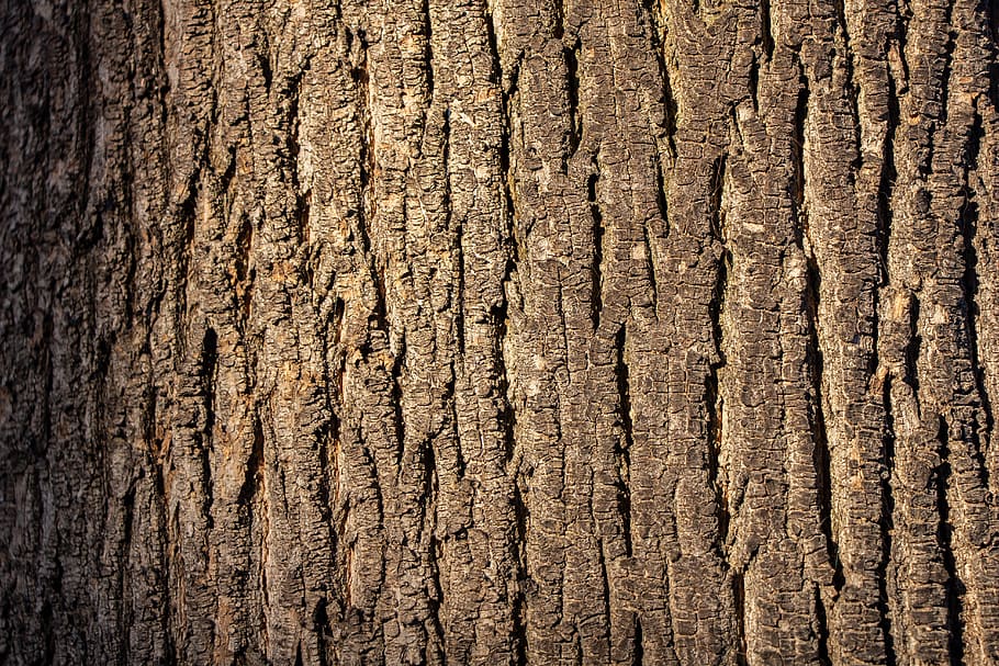 wood texture, tree, pattern, nature, material, textured, backgrounds HD wallpaper