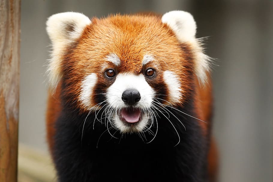 red panda, animal, cute, wild animals, omnivores・herbivores, HD wallpaper