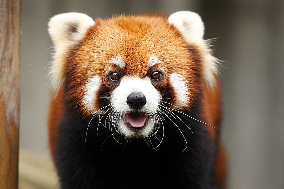 HD Wallpaper Red Panda Animal Cute Wild Animals Omnivores 