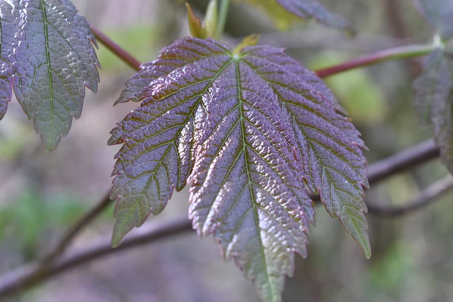 leaf, green, summer, nature, plant, environment, tree, plant part HD wallpaper