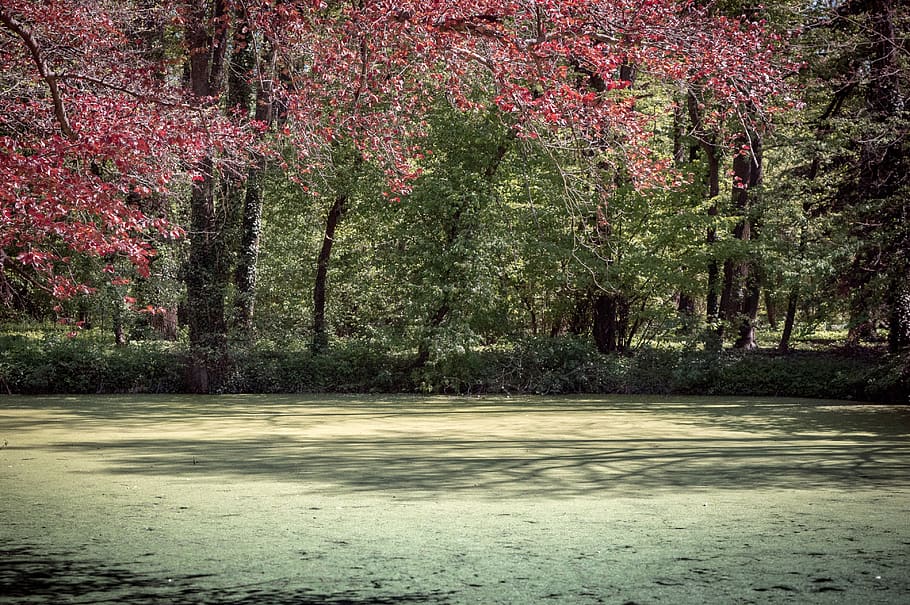 tree, arboretum, spring, nature, park, plant, garden, wood HD wallpaper