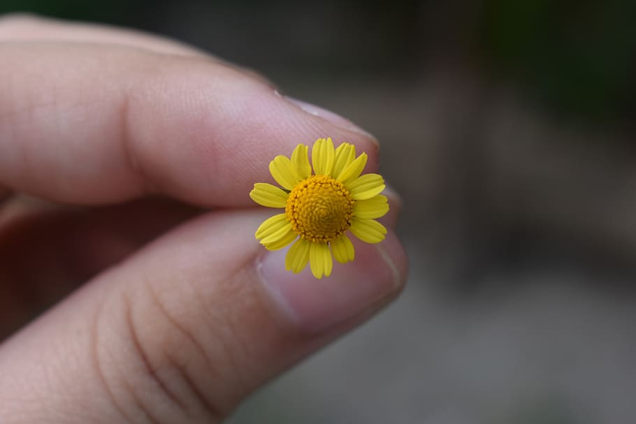 yellow sunflower, person, human, plant, finger, blossom, daisy HD wallpaper