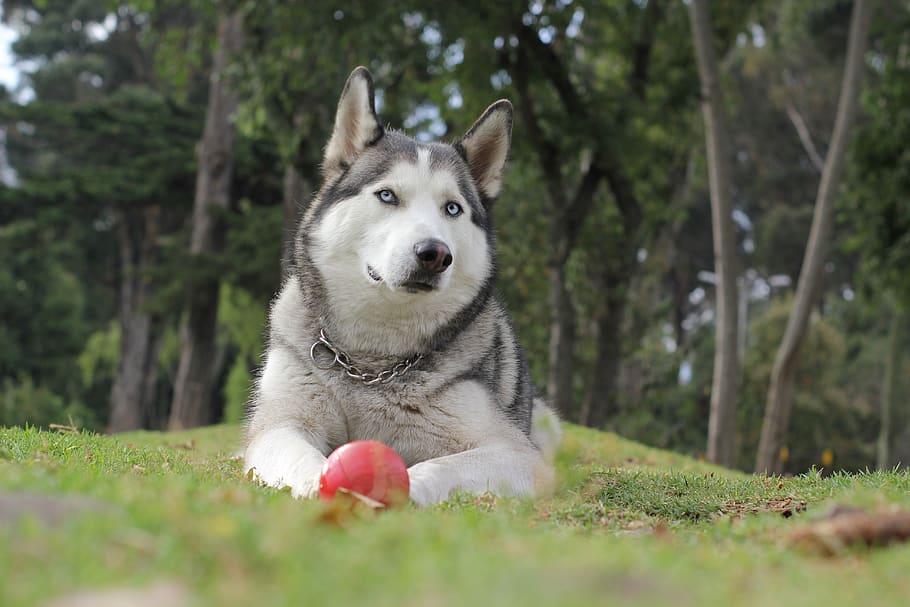 adult white and gray Siberian husky lying on grass, dog, animal, HD wallpaper