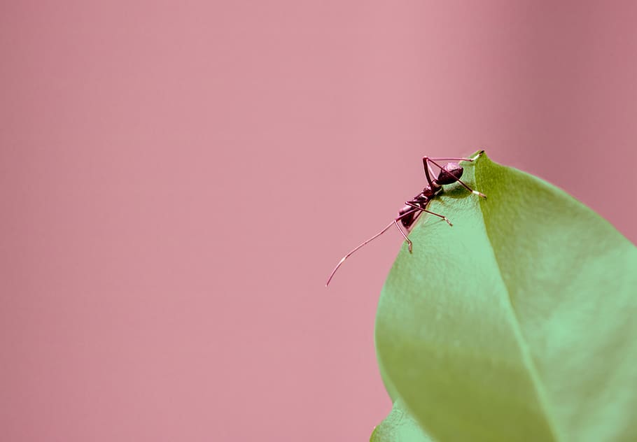 selective focus photography of brown ant on green leaf, insect