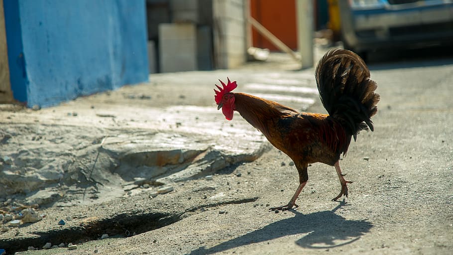 chicken, rooster, streets, puerto rico, san juan, red, bird, HD wallpaper