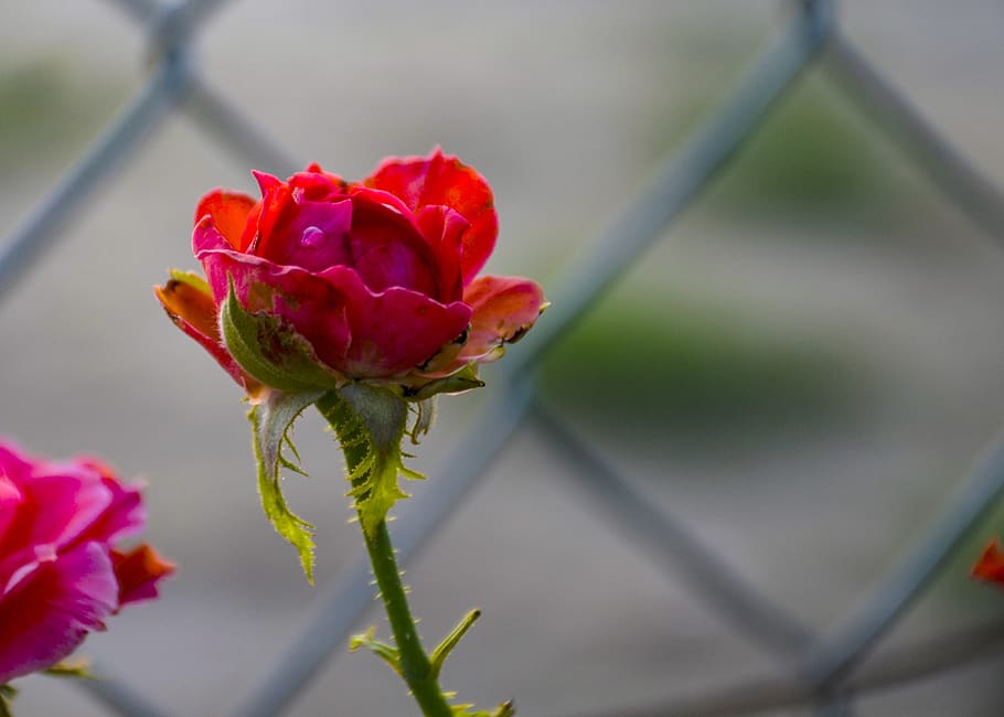 red rose, flower, love, bloom, blossom, plant, romantic, nature HD wallpaper