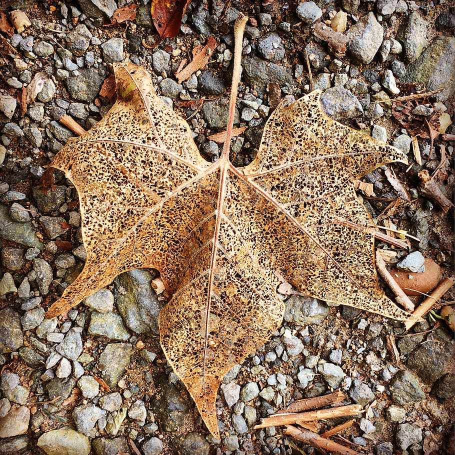 Withered Maple Leaf, close-up, colors, dry, environment, ground HD wallpaper