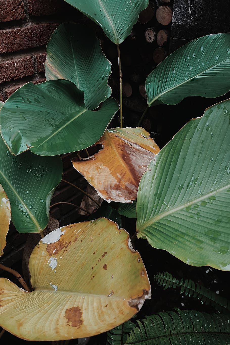 nature, leaf, fresh, clean, life, live, wet, rain, green, plant part HD wallpaper