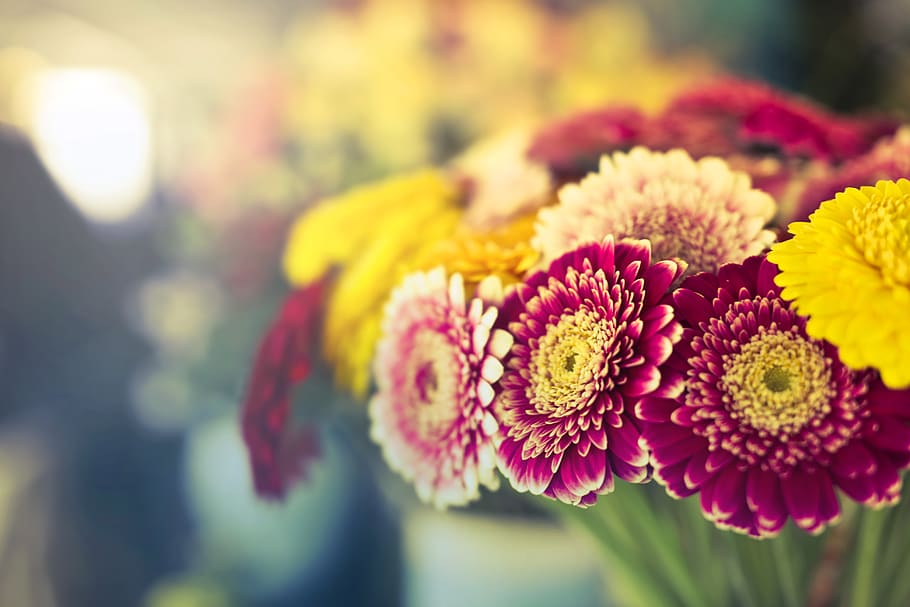 Red Petaled Flower Close-up Photography, bloom, blooming, blossom HD wallpaper